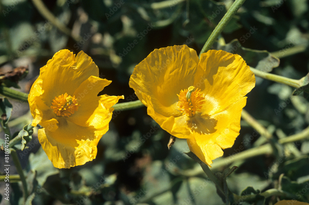 Pavot cornu, Glaucium flavum Pavot cornu, Glaucium flavum