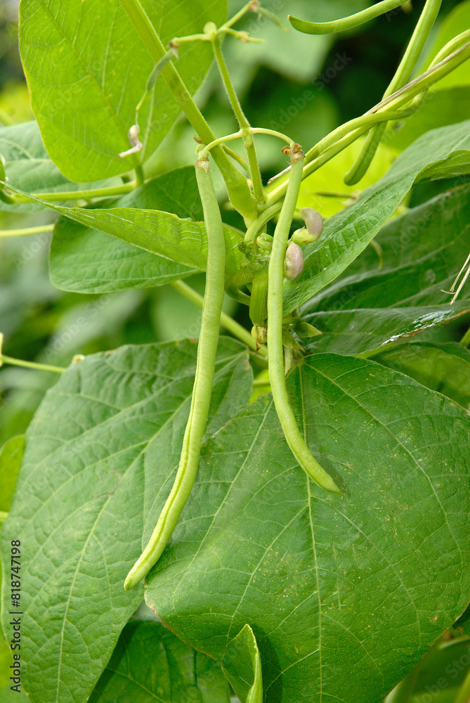 Phaseolus vulgaris 'Emérite' , Haricot mangetout grimpant Phaseolus vulgaris 'Emérite' , Haricot mangetout grimpant