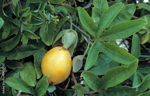 Passiflora edulis, Passiflore photo