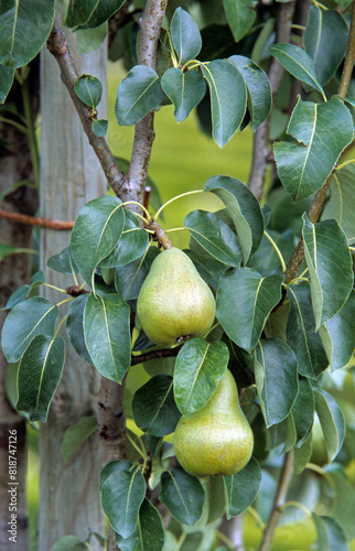 Pyrus communis 'Doyenne du comice', Poirier, Poire photo