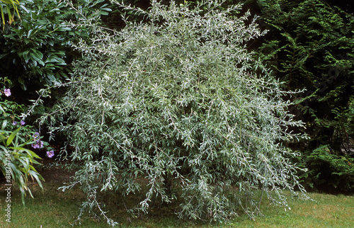 Quadro su tela Pyrus salicifolia, Poirier à feuilles de saules
