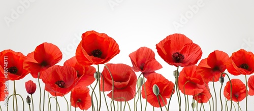 A stunning image of vibrant red poppy flowers against a clean and crisp white backdrop leaving ample copy space for other elements © HN Works