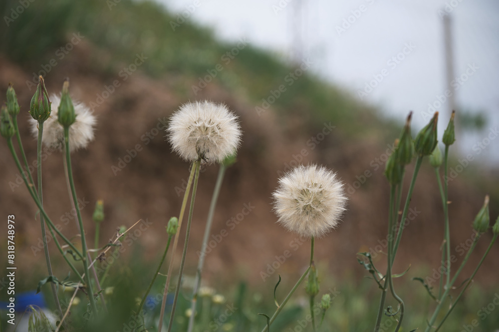 Symbiosis of Nature: Dandelion Seeds Spreading Life Symbiosis of Nature: Dandelion Seeds Spreading Life