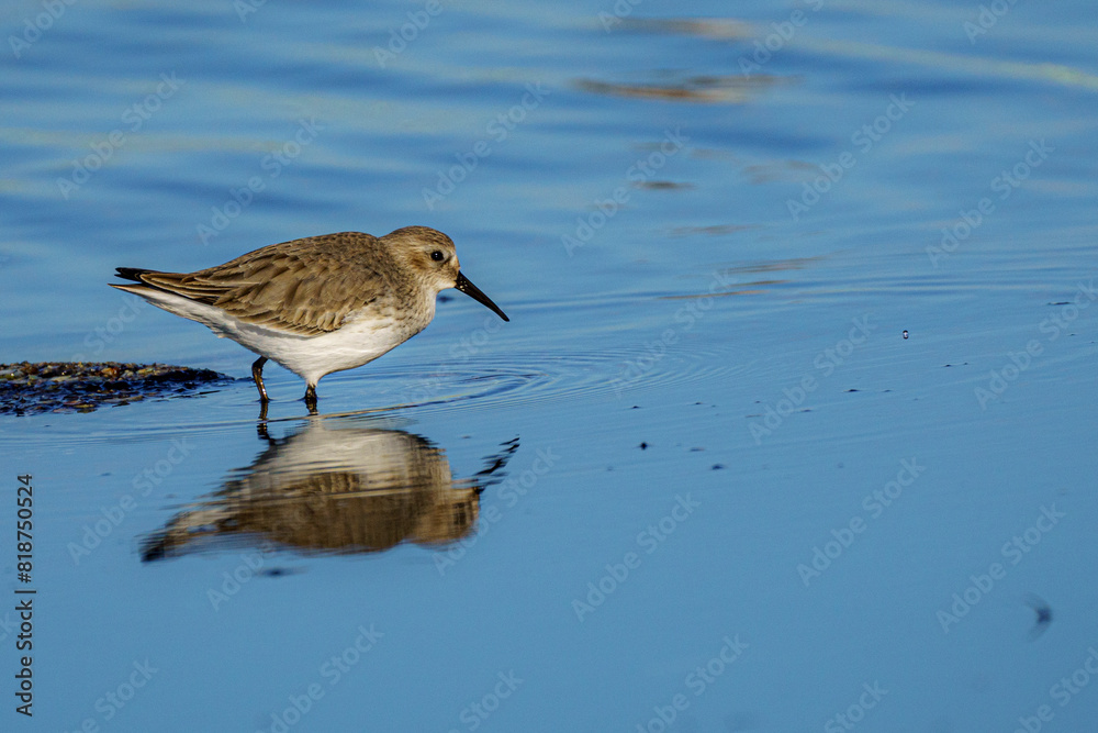 Dunlin bird (Calidris alpina) perched by the shoreline