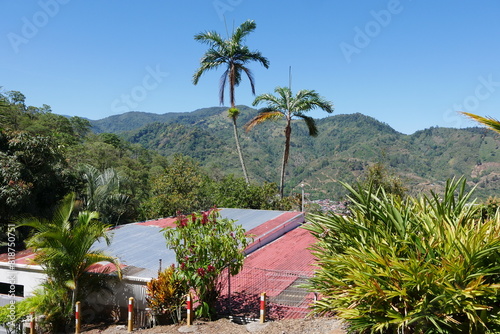 Dorf mit Palme bei Orosi in Costa Rica photo