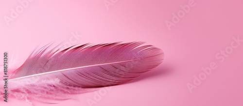 A pink feather stands out against a pink backdrop with ample space for adding text or other graphics