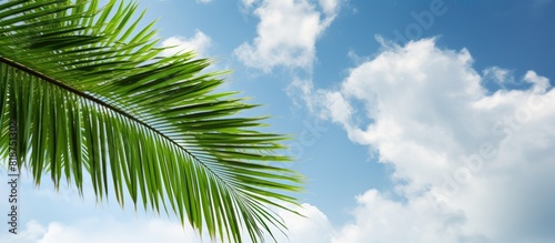 A healthy young palm tree s bright green fronds set against the cloudy summer sky in a scenic view copy space image