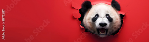 Baby panda breaking through a red background. Copy space.	