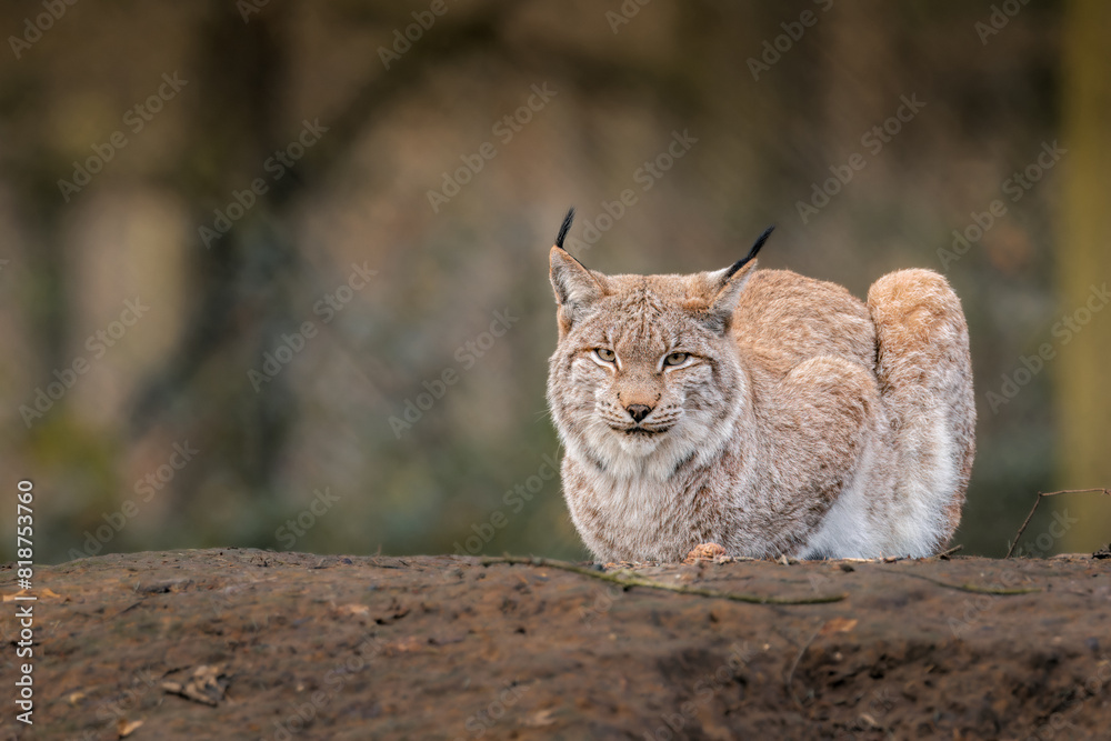 Common lynx gracefully resting on a dirt path Common lynx gracefully resting on a dirt path