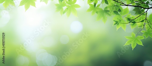 A summer backdrop featuring maple tree branches adorned with vibrant green leaves and offering ample copy space