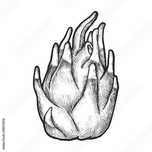 Exotic pitaya sketch or vector dragon fruit. Hand drawn pitahaya or engraved dragonfruit for recipe or cook book. Asian fruit for vegan and vegetarian food ingredient. Sweet dessert plant. Harvest