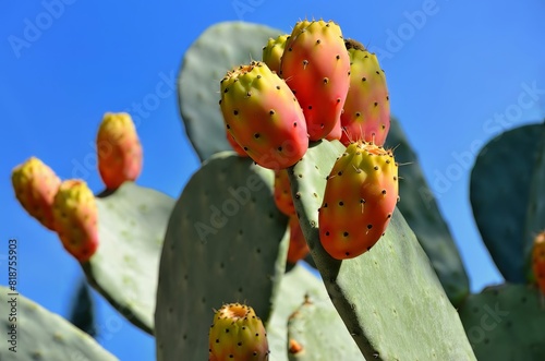 Bild auf Leinwand Close-up of cactus fruit buds on vibrant green opuntia plant leaves