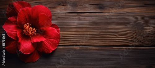 Closeup image of a vibrant red flower from Thespesia populnea beautifully showcased on a wooden background with ample copy space photo