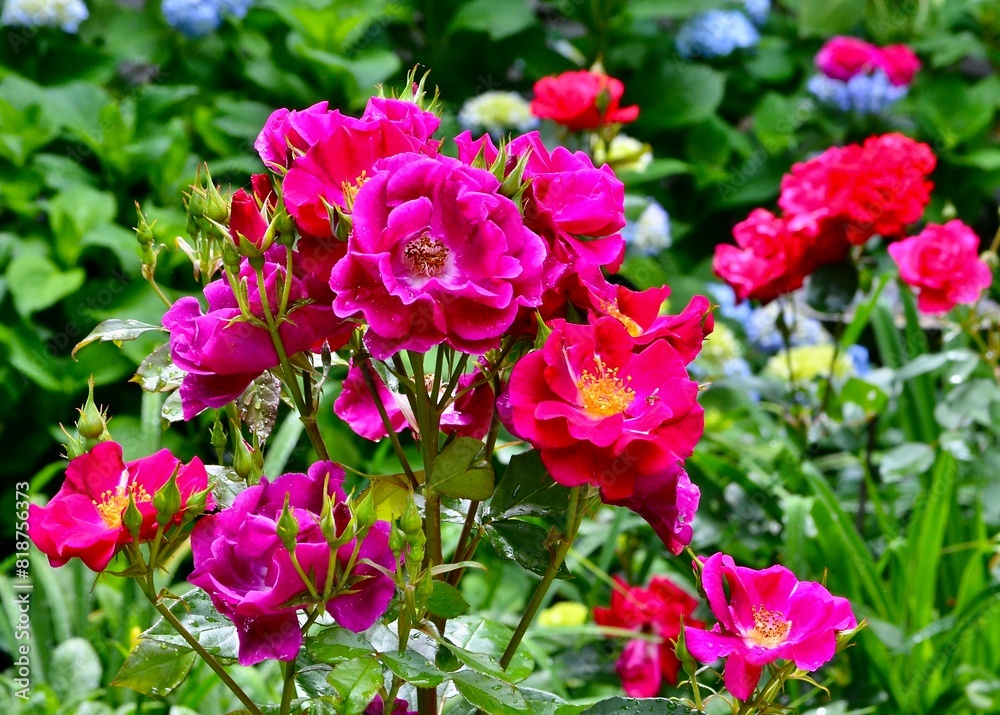 Close-up of vibrant red and pink roses flourishing in a garden bed. Close-up of vibrant red and pink roses flourishing in a garden bed.