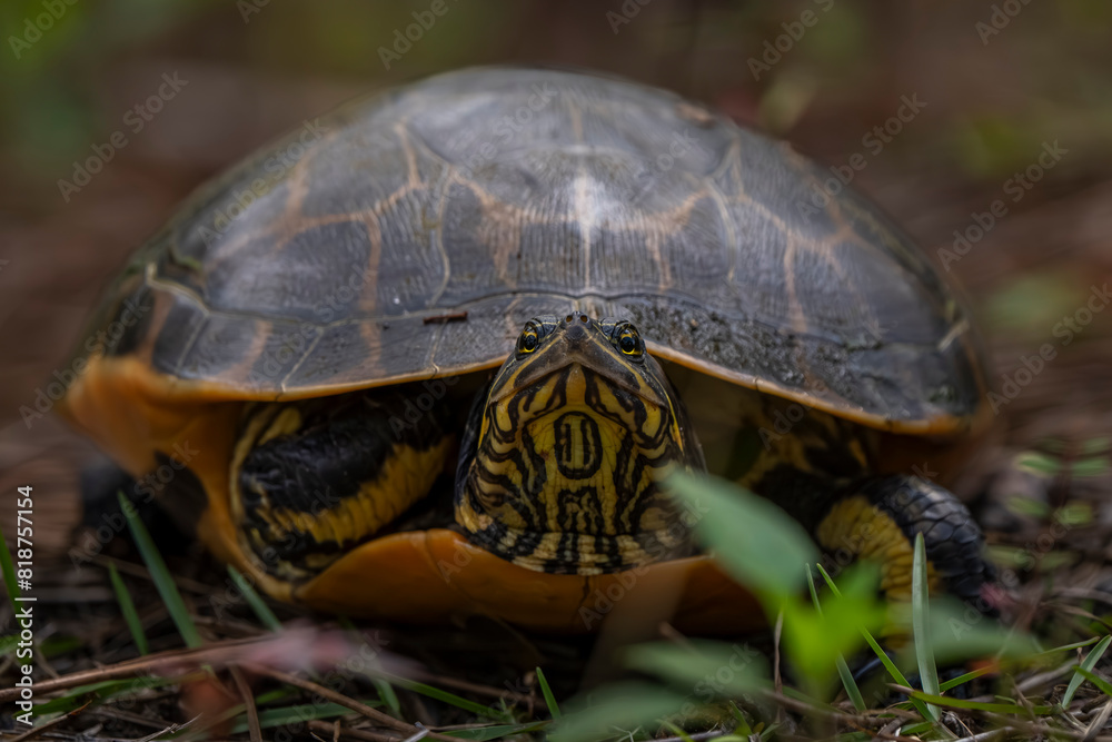 Pond slider turtle hidden amidst foliage Pond slider turtle hidden amidst foliage