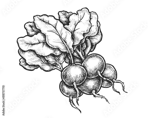 Radish sketch or vector vegetable with leaf. Hand drawn natural food for menu or cooking, recipe book. Vegetarian and vegan salad ingredient with vitamin. Farm market sign. Organic product for meal