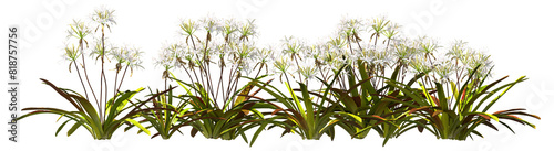 supflilie flower shrub white blooming plants hq arch viz cutout