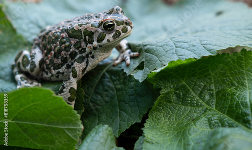 The European green toad (Bufotes viridis), Crimea photo
