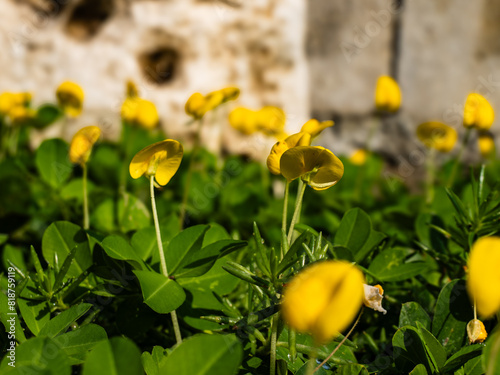 Arachis glabrata, this plant is also used for soil conservation and as an ornamental plant.