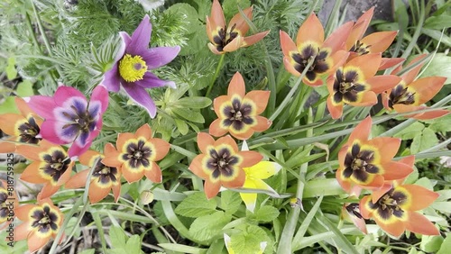 Rock Tulip, Tulipa saxatilis photo