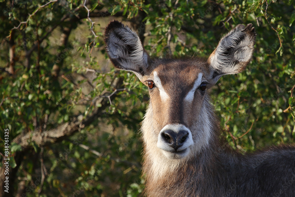 Fototapeta premium Wasserbock / Waterbuck / Kobus ellipsiprymnus..