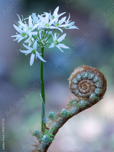 Close up of a barlach and roller fern, standing atop its stem and vibrant green leaves photo