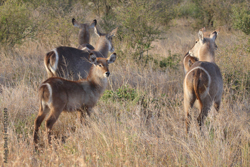 Obraz premium Wasserbock / Waterbuck / Kobus ellipsiprymnus..
