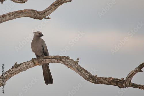 Graulärmvogel / Grey lourie or Grey go-away-bird / Corythaixoides concolor photo