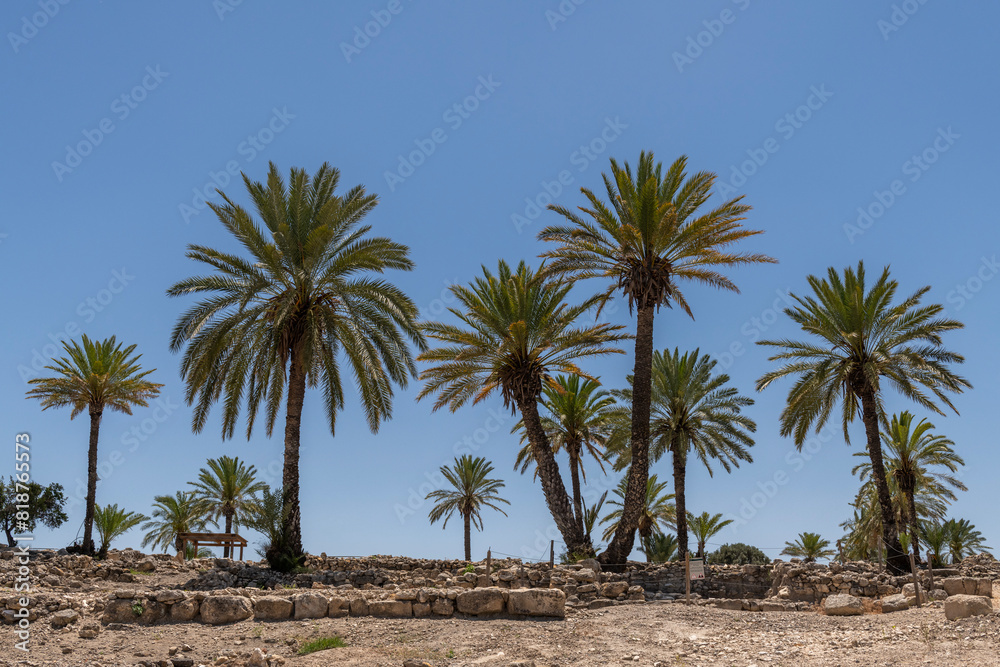 Palm trees growing at Tel Megiddo National Park in northern Israel.
