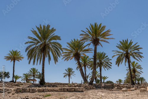Palm trees growing at Tel Megiddo National Park in northern Israel. 