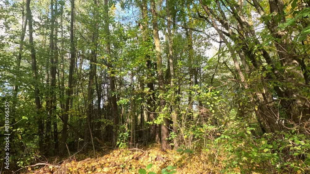 Beautiful view of the tall trees and plants in the woods in fall on a sunny day Beautiful view of the tall trees and plants in the woods in fall on a sunny day