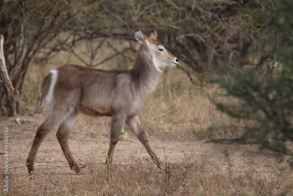 Wasserbock / Waterbuck / Kobus ellipsiprymnus.. Wasserbock / Waterbuck / Kobus ellipsiprymnus..