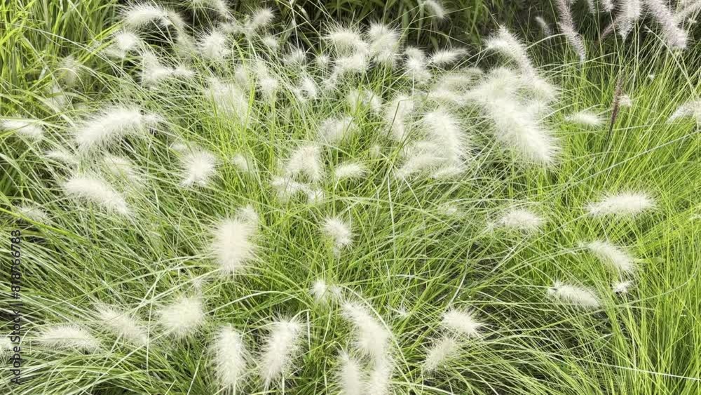 Pennisetum, white, cenchrus longisetus Pennisetum, white, cenchrus longisetus