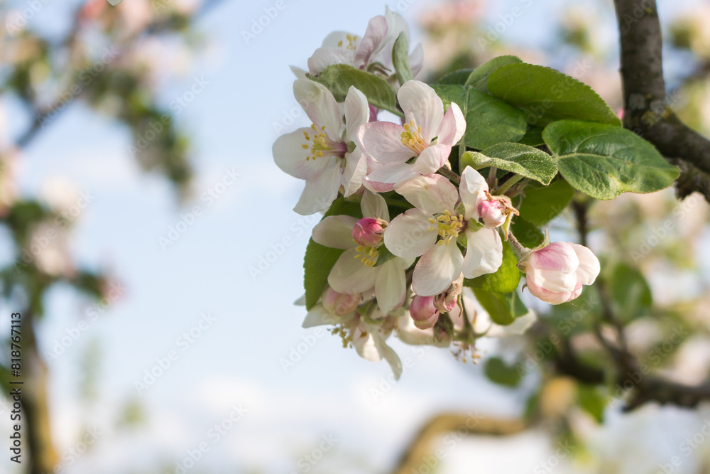 Obraz premium White and pink apple blossoms, blooming trees in the garden in spring