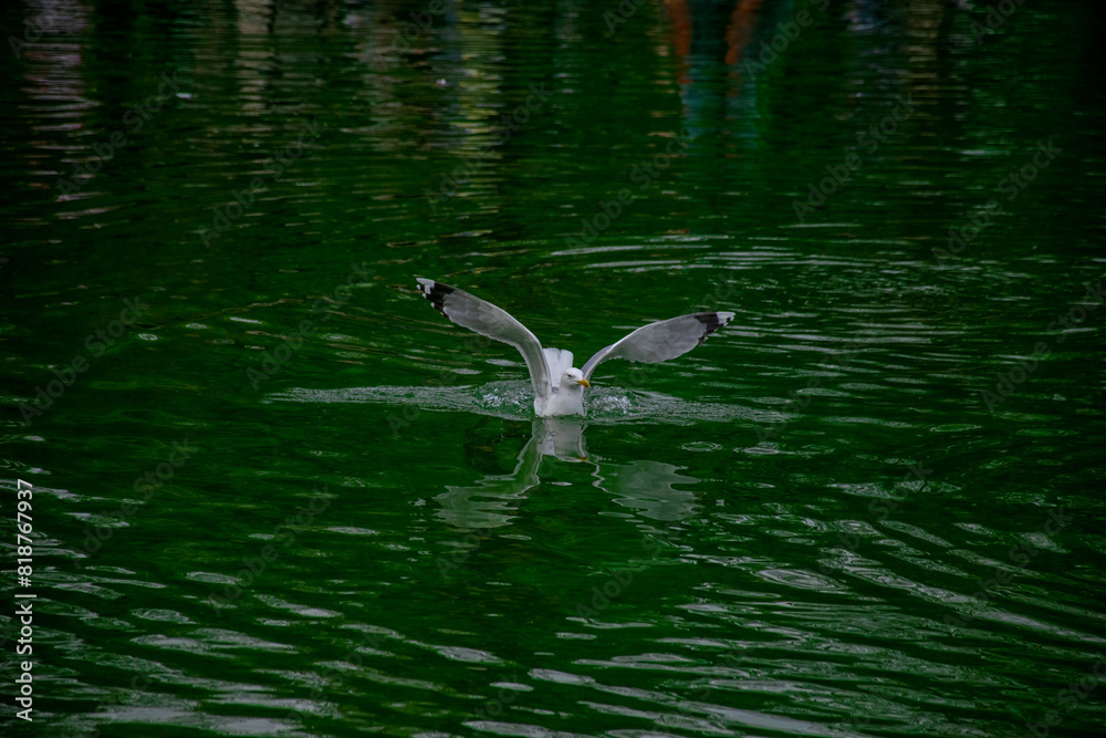A seagull swimming in the lake. Seagulls playing in the sea, taking off, floating. A seagull swimming in the lake. Seagulls playing in the sea, taking off, floating.