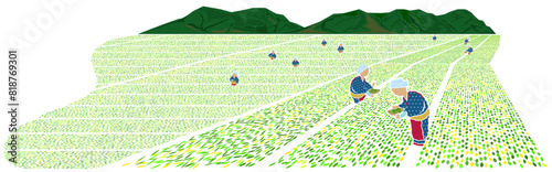 Tea_Plantation_of_Japan_240512