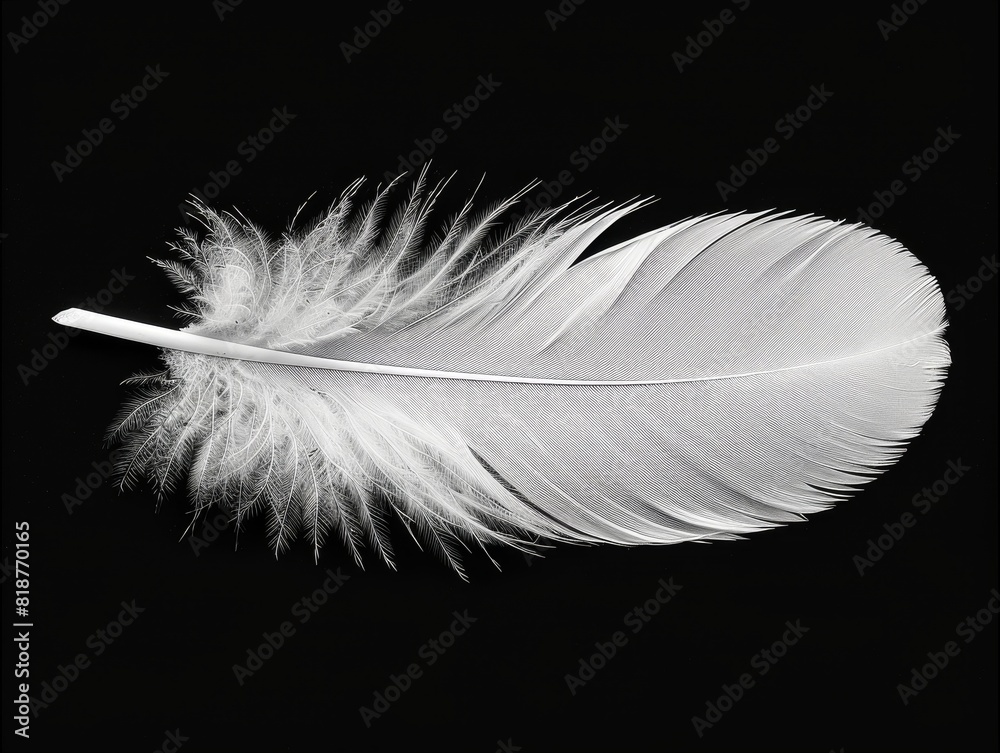 Obraz premium A clean minimalist photo of a single white feather, floating against a dark background