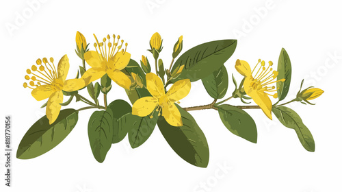 St. Johns wort medicinal herbal flower. Botanical ret photo