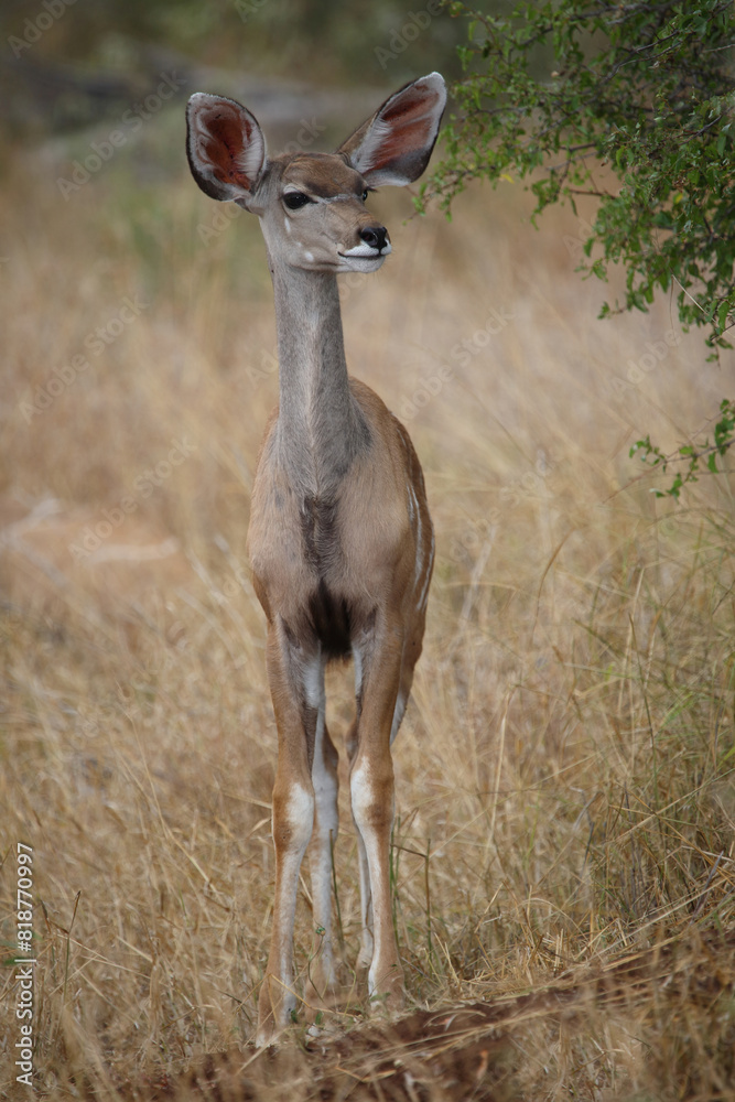 Fototapeta premium Großer Kudu / Greater kudu / Tragelaphus strepsiceros.