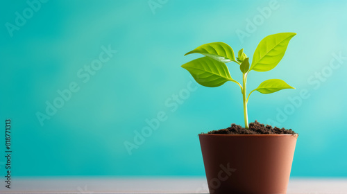 A small plant is in a brown pot on a table. The plant is green and he is a young seedling. The pot is placed on a blue surface, which gives the image a calm and peaceful atmosphere