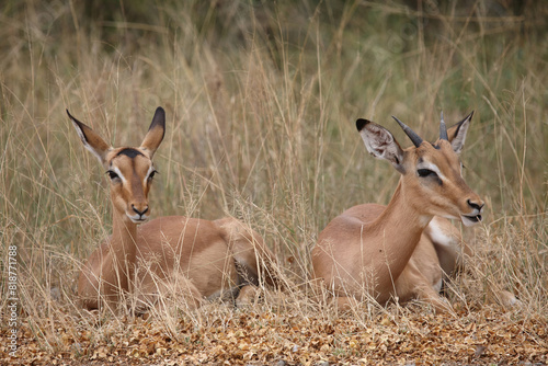 Schwarzfersenantilope / Impala / Aepyceros melampus. photo