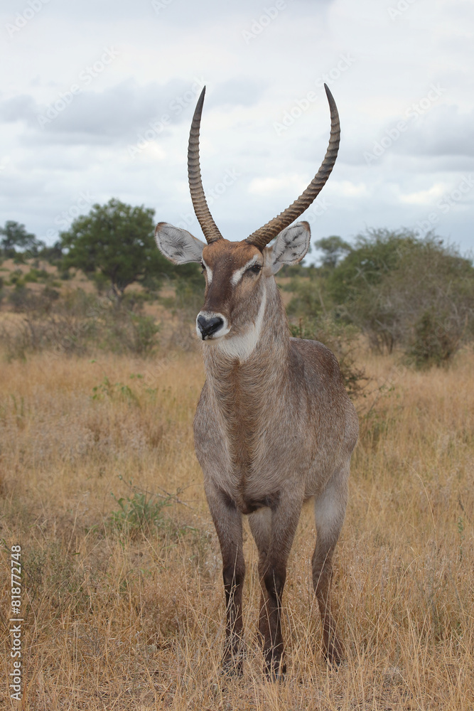 Fototapeta premium Wasserbock / Waterbuck / Kobus ellipsiprymnus