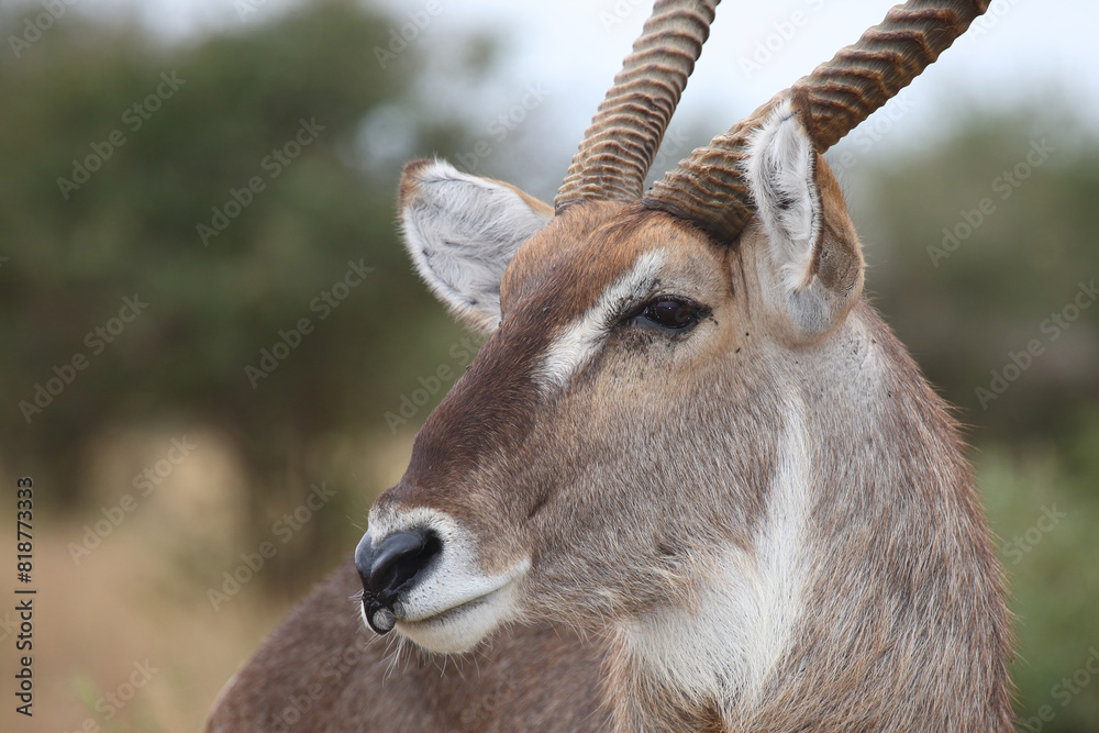 Wasserbock / Waterbuck / Kobus ellipsiprymnus