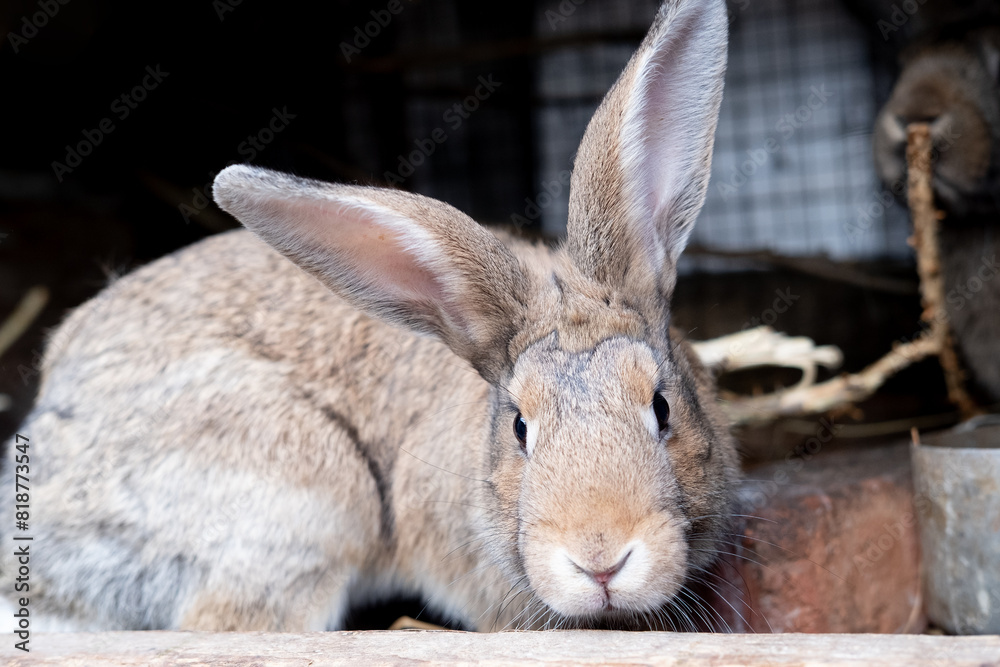 Beautiful fluffy brown rabbit in his cage on a farm. Beautiful fluffy brown rabbit in his cage on a farm.