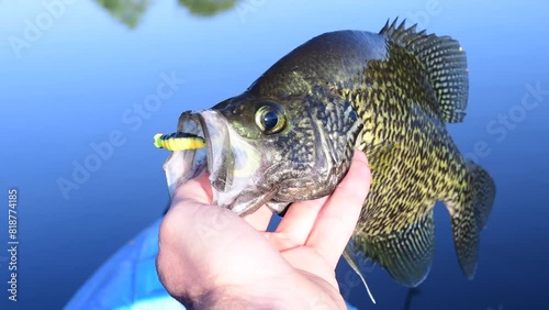 Big crappie held in hand fresh water fishing photo