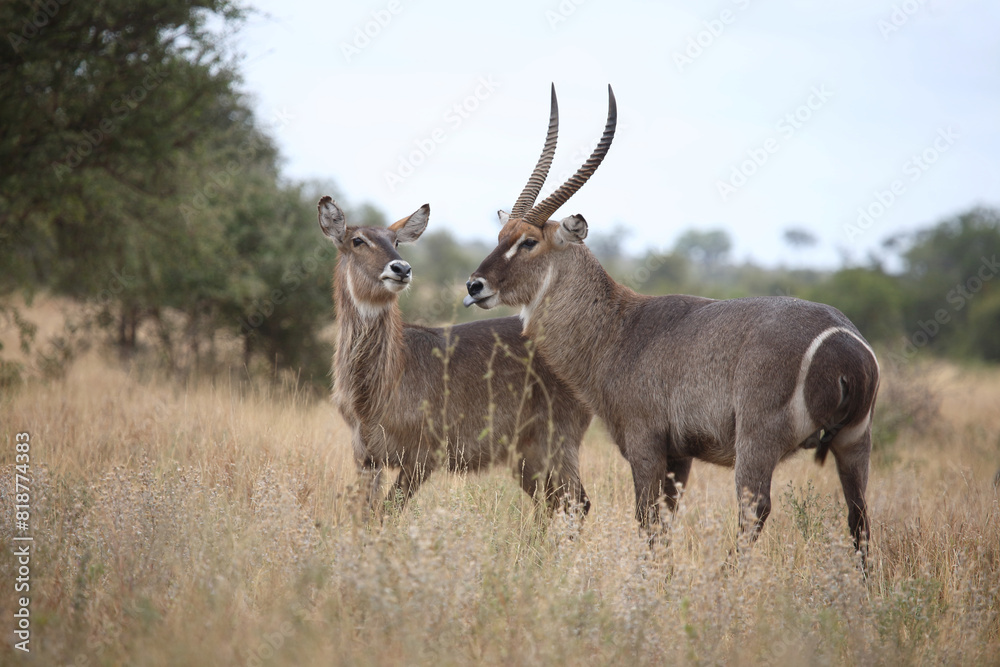 Wasserbock / Waterbuck / Kobus ellipsiprymnus Wasserbock / Waterbuck / Kobus ellipsiprymnus