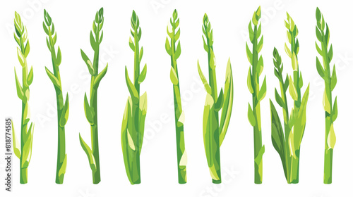 Asparagus stalks. Green spears of healthy vegetable.