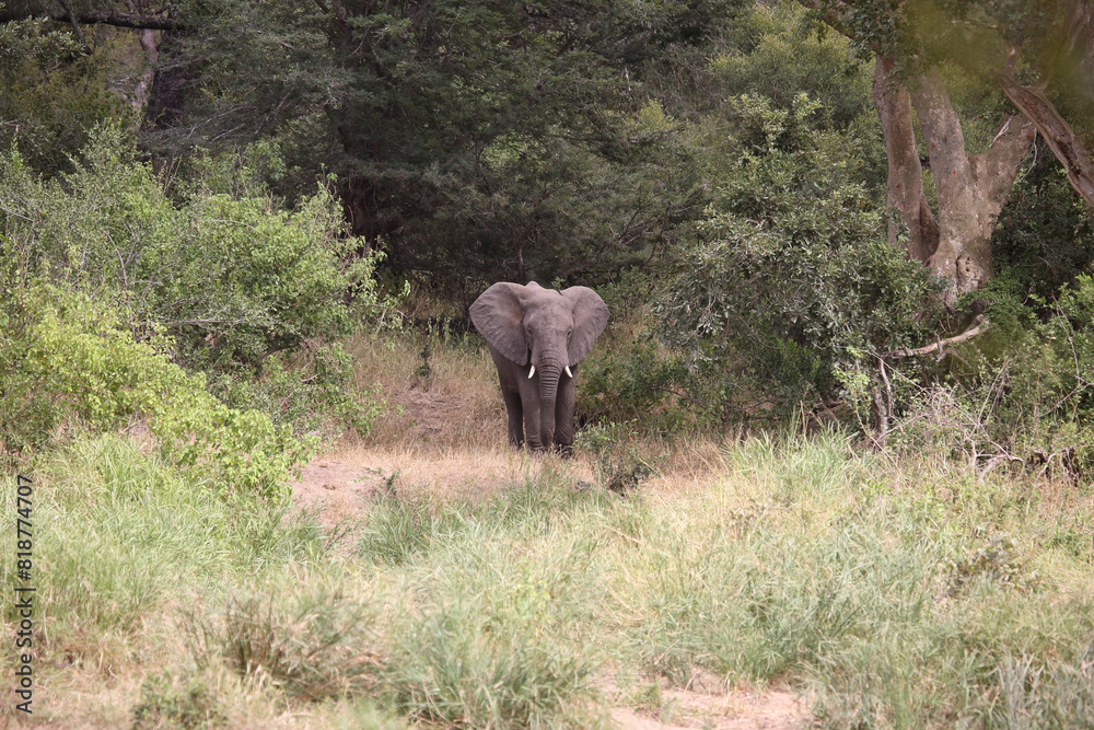 Fototapeta premium Afrikanischer Elefant / African elephant / Loxodonta africana