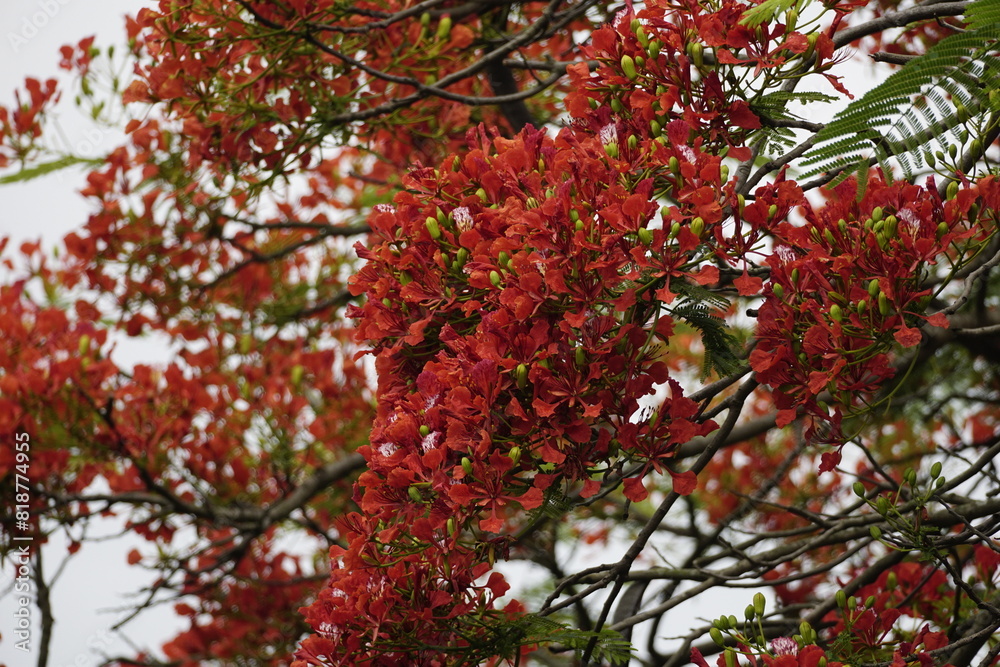 Close-up of red Delonix regia flowers blooming Close-up of red Delonix regia flowers blooming