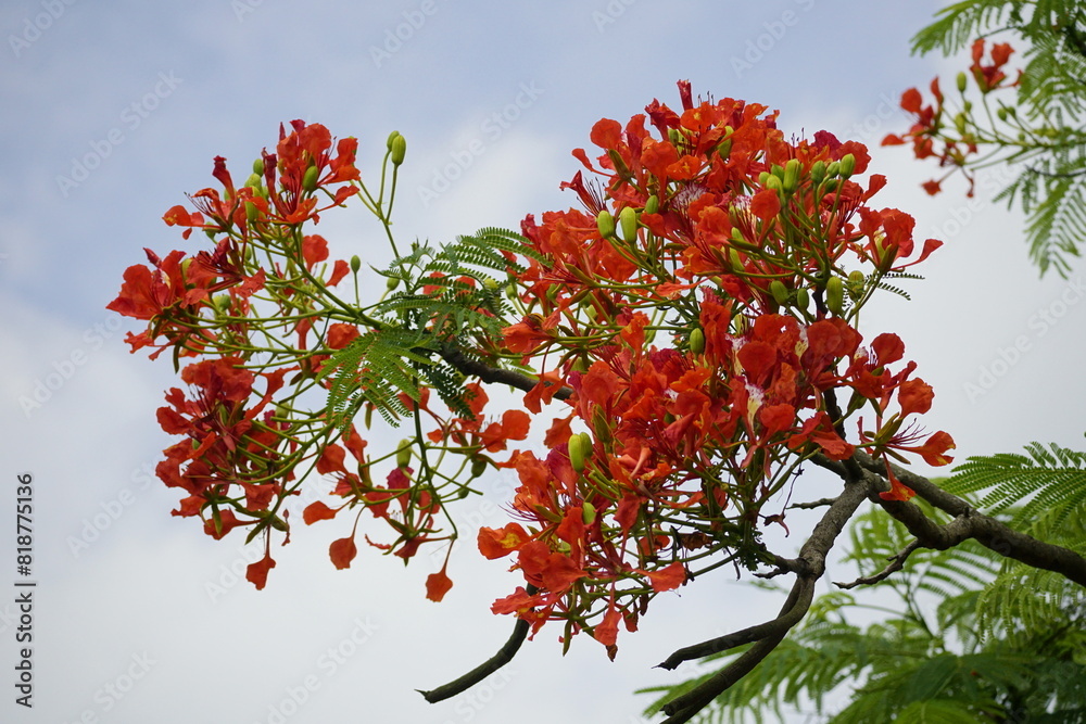 Close-up of red Delonix regia flowers blooming Close-up of red Delonix regia flowers blooming